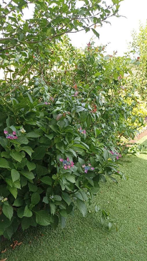 Orthevielle La Cle De Vos Reves Bed & Breakfast エクステリア 写真